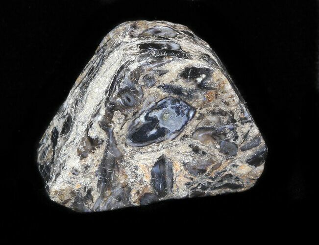 Rhynie Chert - Early Devonian Vascular Plant Fossils #40237